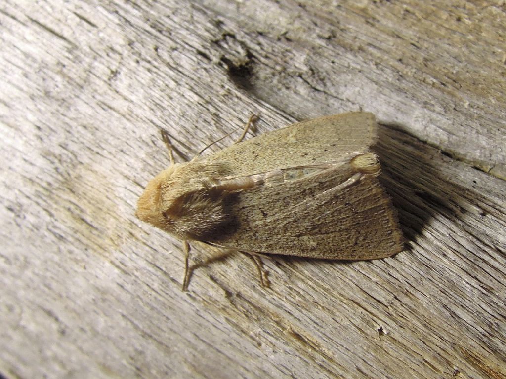 Mythimna ferrago  (Noctuidae)